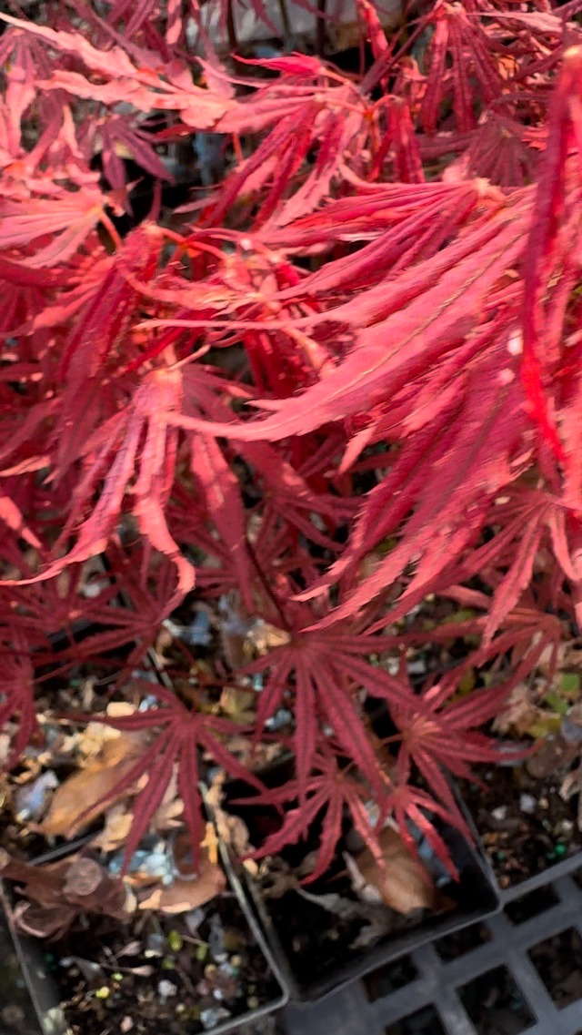 Amazon.com : Mikazuki Japanese Maple - Flurescent Pink and Purple